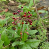 Talinum paniculatum (Jacq.) Gaertn.